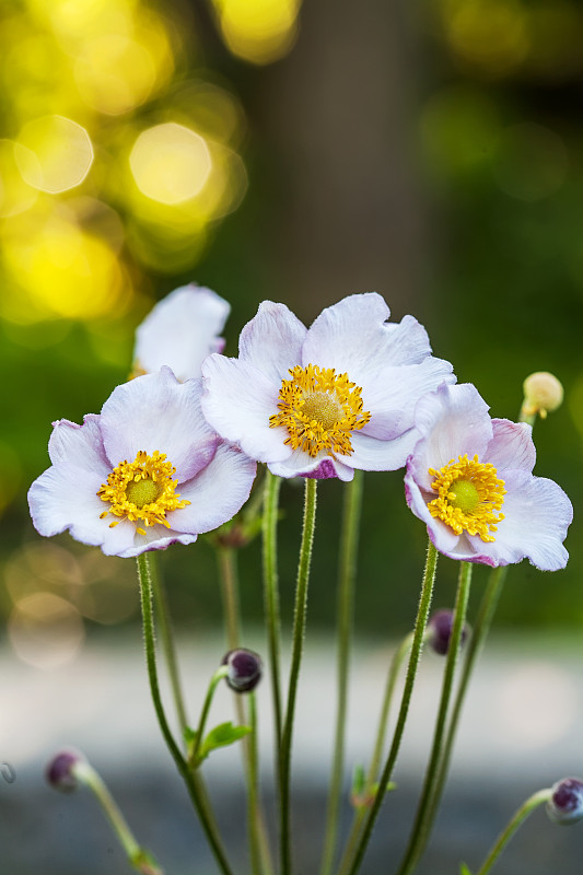 春花木纹白银莲花-银莲花“银莲花”。近距离