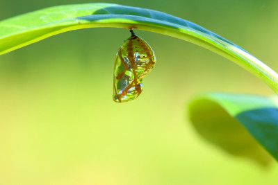茧的蝴蝶