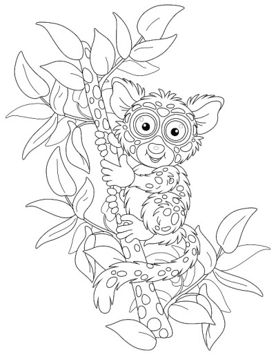 热带树上的菲律宾眼镜猴
