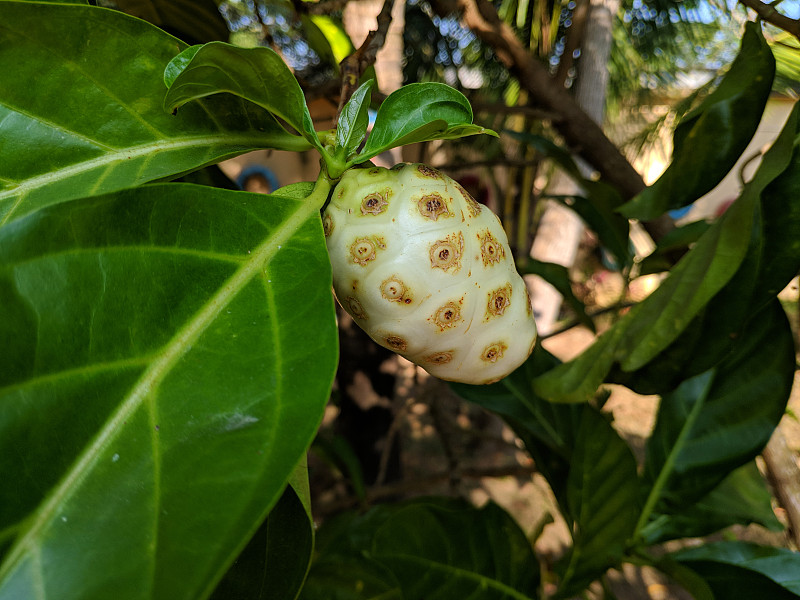 一个成熟的诺丽果挂在树枝上