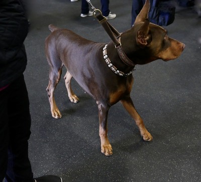 聪明的杜宾犬