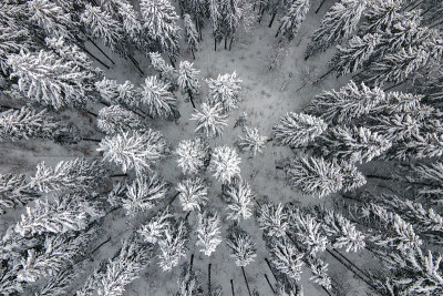 在寒冷安静的一天，从上往下鸟瞰冬季大雪后覆盖着常绿松树林的山地森林。
