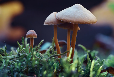 近距离观察森林中的蘑菇草地