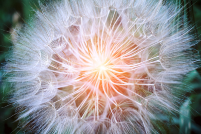 这就是我的企图Dandelion