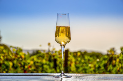 在开普敦的Stellenbosch葡萄园的户外Pinotage葡萄酒品尝
