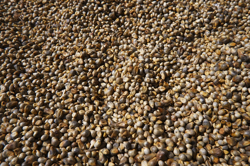 珍珠谷子组在全框照片