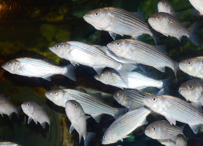 水族馆鱼类