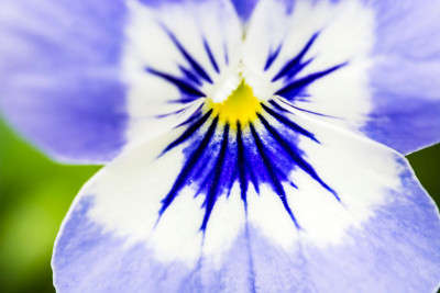 花盛开