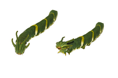 白纹蛱蝶(Polyura athamas)第5期孤立毛虫