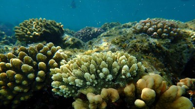 阿克罗波尔珊瑚阿克罗波尔拉马克海底，红海，埃及