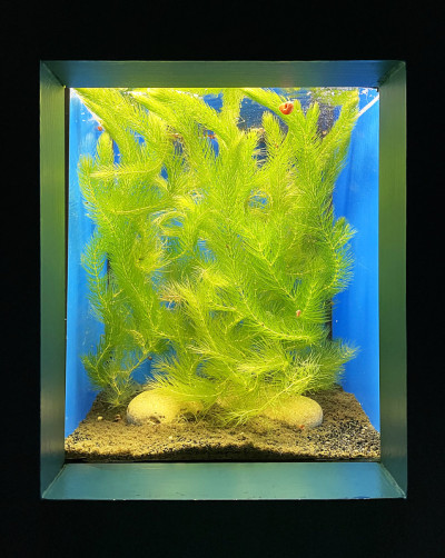 广场水族馆里美丽的草