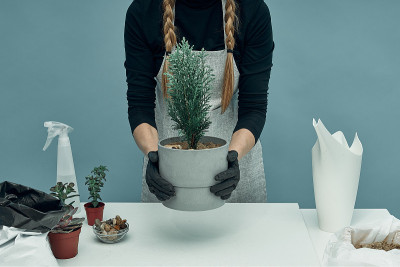 女孩在土和花盆里种室内植物和花。植物护理和保养。的爱好。