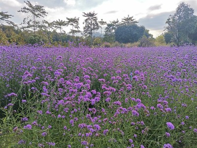 紫色的花
