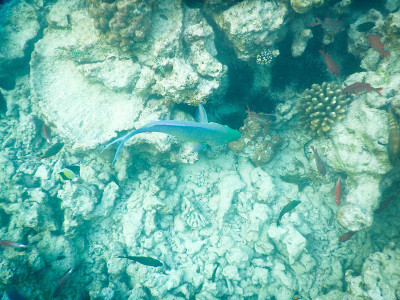 浮游生物及热带鱼