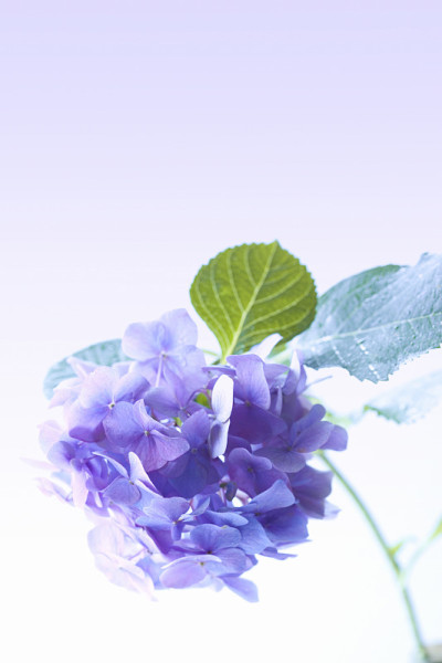 绣球花