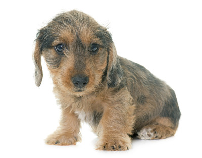 小铁丝毛腊肠犬