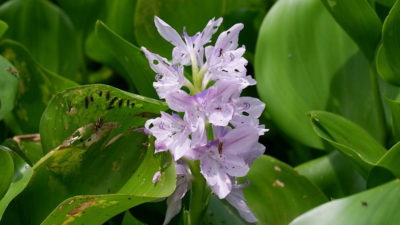 常见的水葫芦