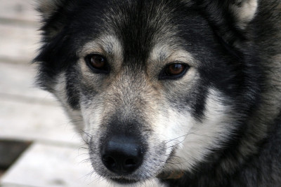 西伯利亚猎犬莱卡，西伯利亚，俄罗斯?, ????????-?????????? ??？？??