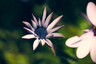 雏菊花