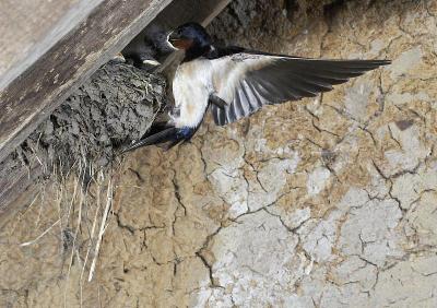 Barn Swallow, hirundo rustica, Adult in Flight, Fe
