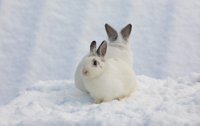 雪地里的两只白兔