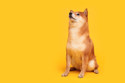 黄色的柴犬快乐。红头发的日本狗微笑肖像