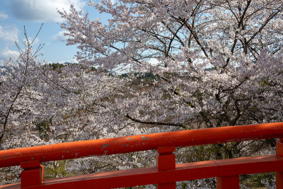 吉野山的樱花