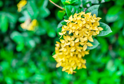 茜草科的花