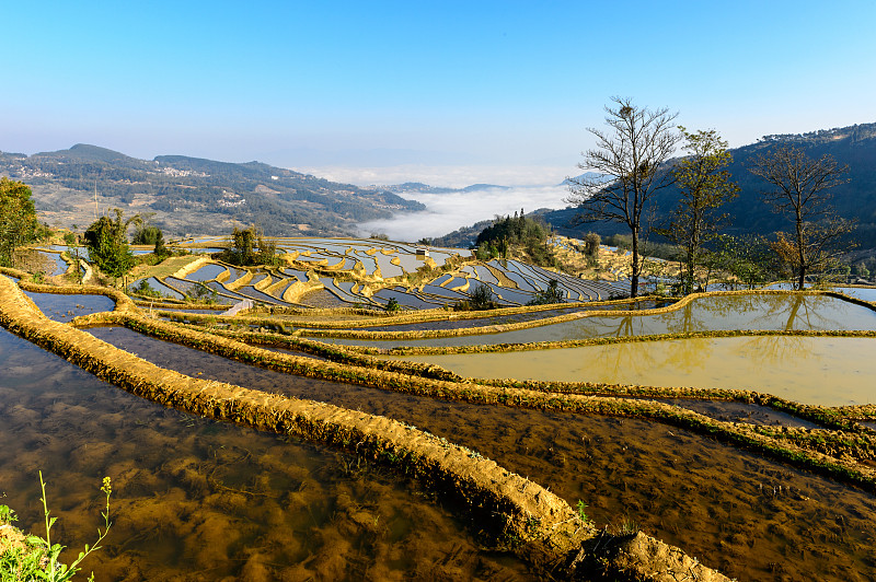 中国原阳水季的稻田