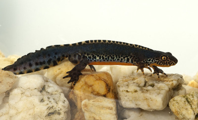 高山纽特;Ichthyosaura