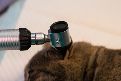 猫中耳炎的耳镜检查