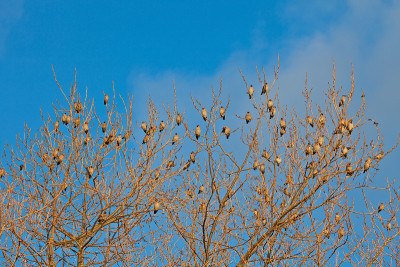 Bohemian Waxwing