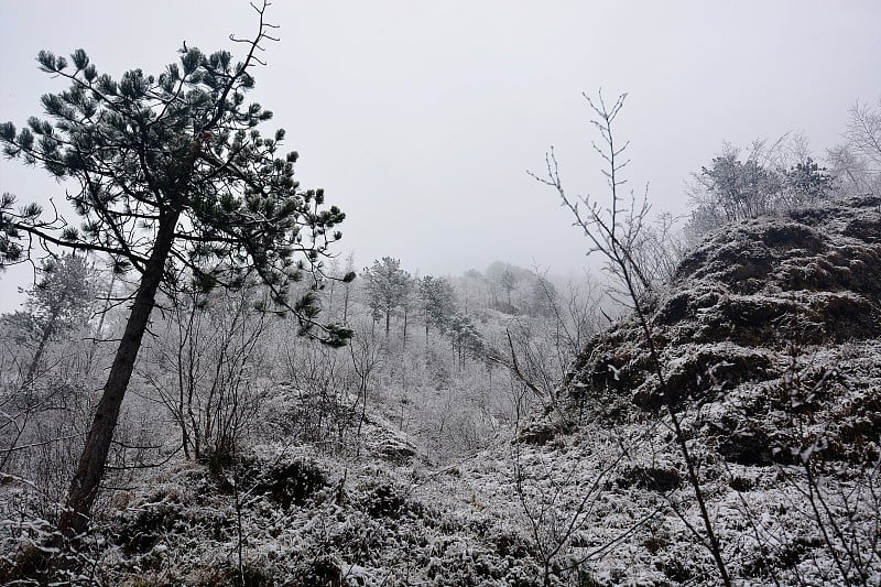 山上和森林里都在下雪