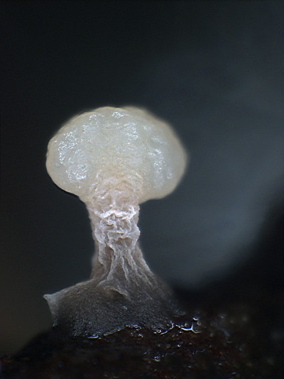 White fruit body of a slime mold Didimium looks li