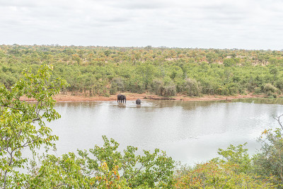 非洲象，Loxodonta africana，在先锋大坝