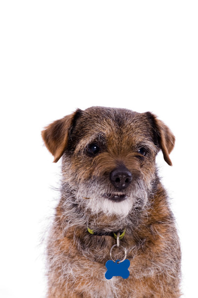 博德猎狐犬