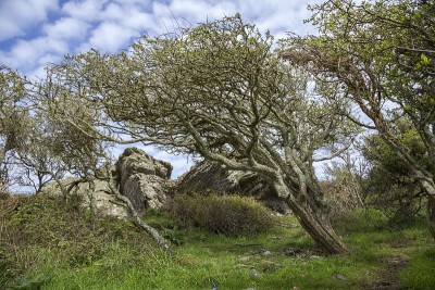 高地森林，德文郡，英格兰