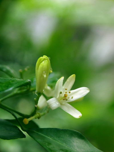 白色的花