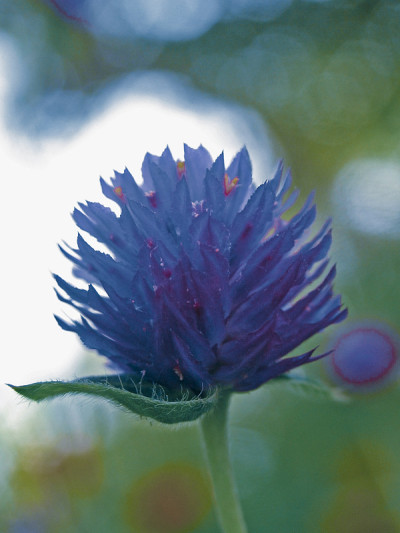 紫红色，Gomphrena globosa