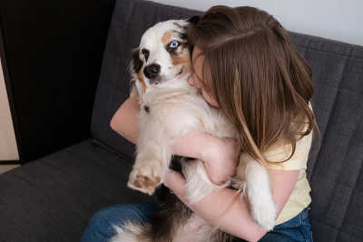 迷人的女人抱着蓝色的山鸟色澳大利亚牧羊犬