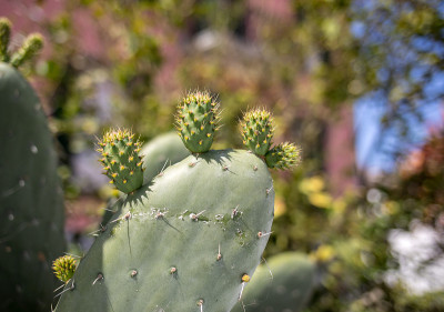 Opuntia Ficus-indica