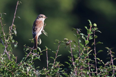 年轻的红背虾(Lanius collurio)。