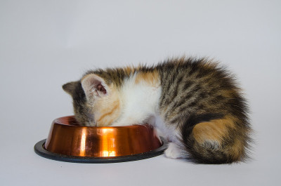 猫吃