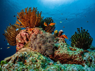 水下海洋生物环境。热带海洋下的珊瑚礁生物。