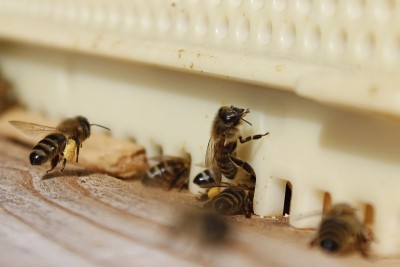 蜜蜂Apis mellifera carnica在甘蔗入口