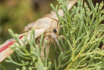 大杨树斯芬克斯(Pachysphinx occidentalis)是大型和快速蛾在家野生和家养的西部