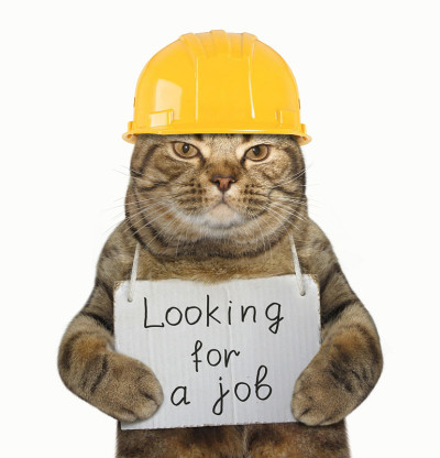 养猫工人需要工作