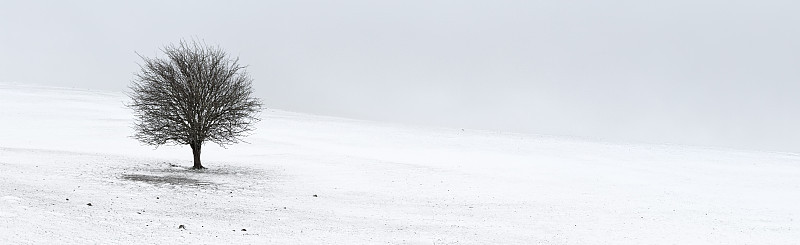孤独的树在冬天的雪全景