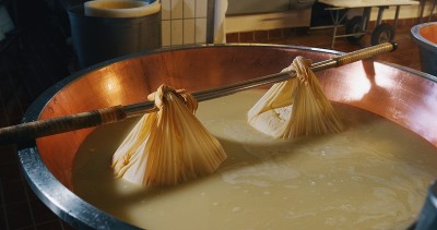 奶酪制作师使用新鲜的生物牛奶制作帕尔玛干酪。