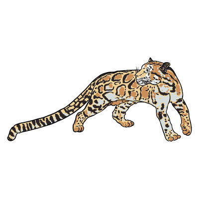 豹，野猫肖像。手绘云豹素描。向量。